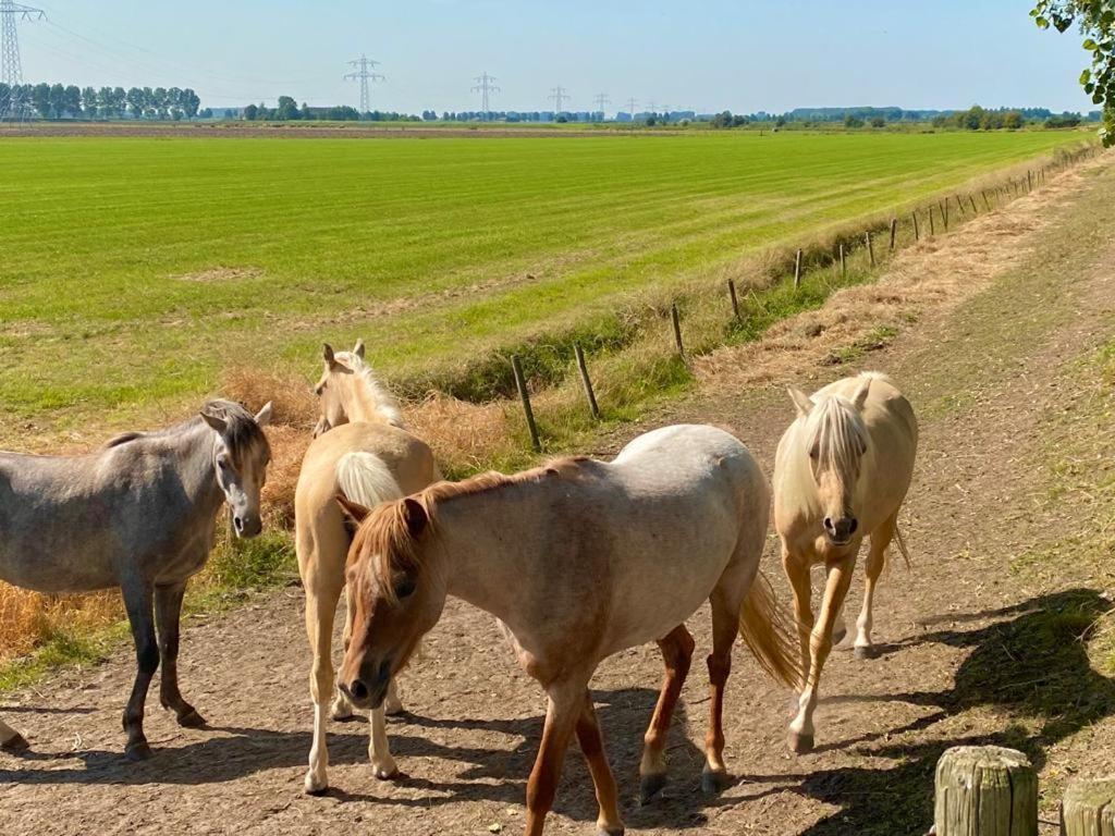 Natuurhuis Zeeuwse Rust Voor Wandelingen Aan Zee, Fietstochten In Natuur En Culinair Genieten Villa IJzendijke Ngoại thất bức ảnh